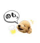 トイプードル モコスタンプ2（個別スタンプ：14）