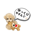 トイプードル モコスタンプ2（個別スタンプ：16）