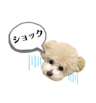 トイプードル モコスタンプ2（個別スタンプ：19）