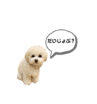 トイプードル モコスタンプ2（個別スタンプ：25）