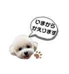 トイプードル モコスタンプ2（個別スタンプ：30）