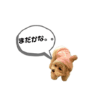トイプードル モコスタンプ2（個別スタンプ：31）