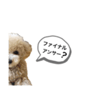 トイプードル モコスタンプ2（個別スタンプ：35）