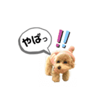 トイプードル モコスタンプ2（個別スタンプ：39）