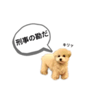トイプードル モコスタンプ2（個別スタンプ：40）