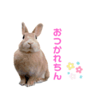 ネザーランドドワーフきなこのスタンプ（個別スタンプ：1）