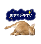 ネザーランドドワーフきなこのスタンプ（個別スタンプ：2）