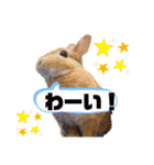 ネザーランドドワーフきなこのスタンプ（個別スタンプ：13）