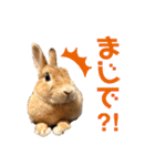 ネザーランドドワーフきなこのスタンプ（個別スタンプ：14）