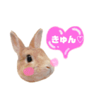 ネザーランドドワーフきなこのスタンプ（個別スタンプ：27）