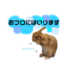 ネザーランドドワーフきなこのスタンプ（個別スタンプ：28）
