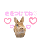 ネザーランドドワーフきなこのスタンプ（個別スタンプ：32）