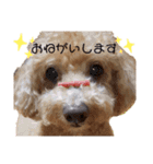 トイプーミッキーの日常スタンプ（個別スタンプ：9）