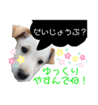 耳たれ華ちゃん（個別スタンプ：5）