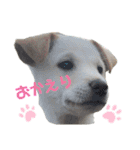 耳たれ華ちゃん（個別スタンプ：12）