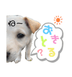 耳たれ華ちゃん（個別スタンプ：15）
