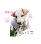 耳たれ華ちゃん（個別スタンプ：24）