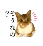 イケイケめぐ虎（個別スタンプ：1）