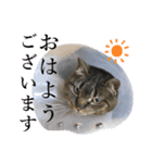 イケイケめぐ虎（個別スタンプ：2）