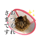 イケイケめぐ虎（個別スタンプ：3）
