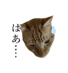 イケイケめぐ虎（個別スタンプ：6）