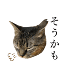 イケイケめぐ虎（個別スタンプ：7）