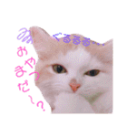 おもちちゃんすたんぷ♡（個別スタンプ：9）