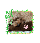 ココ＆フレンズ（個別スタンプ：2）