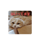 みよし君です（個別スタンプ：12）