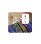 みよし君です（個別スタンプ：13）