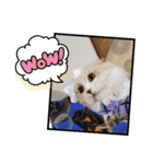 みよし君です（個別スタンプ：16）