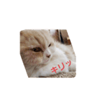 みよし君です（個別スタンプ：18）