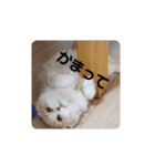 みよし君です（個別スタンプ：25）