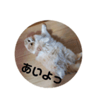 みよし君です（個別スタンプ：26）