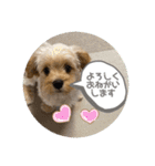 マンキャバカイくんのスタンプ（個別スタンプ：15）