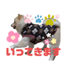 CHESCHAN（個別スタンプ：1）