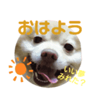 CHESCHAN（個別スタンプ：2）