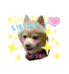 CHESCHAN（個別スタンプ：3）