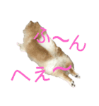 CHESCHAN（個別スタンプ：4）