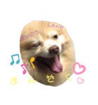CHESCHAN（個別スタンプ：5）