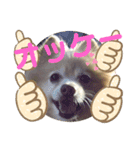 CHESCHAN（個別スタンプ：10）