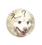 CHESCHAN（個別スタンプ：11）