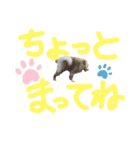 CHESCHAN（個別スタンプ：16）