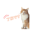 我が家のだいきち（個別スタンプ：1）