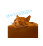 我が家のだいきち（個別スタンプ：3）