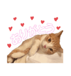 我が家のだいきち（個別スタンプ：8）