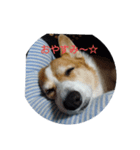 コーギーのモモさん（個別スタンプ：7）