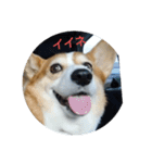 コーギーのモモさん（個別スタンプ：8）