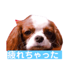 キャバリア「れおんくん」の日常スタンプ！（個別スタンプ：2）