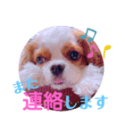 キャバリア「れおんくん」の日常スタンプ！（個別スタンプ：13）